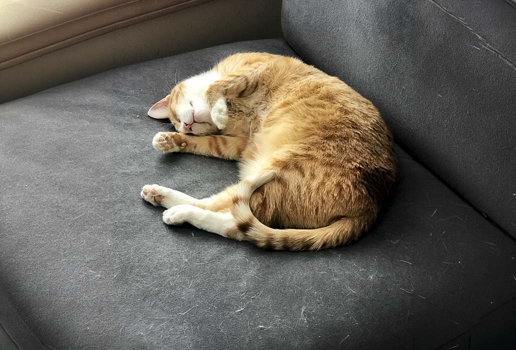 Gato ruivo a dormir num sofá escuro coberto de pelo